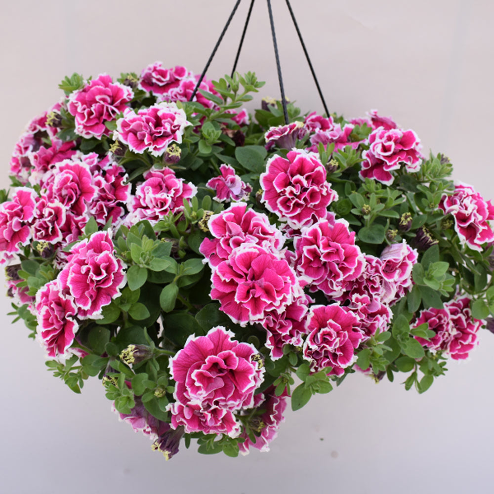 Hvid Pink Dobbelt Petunia Blomsterfrø til udplantning 100 stk