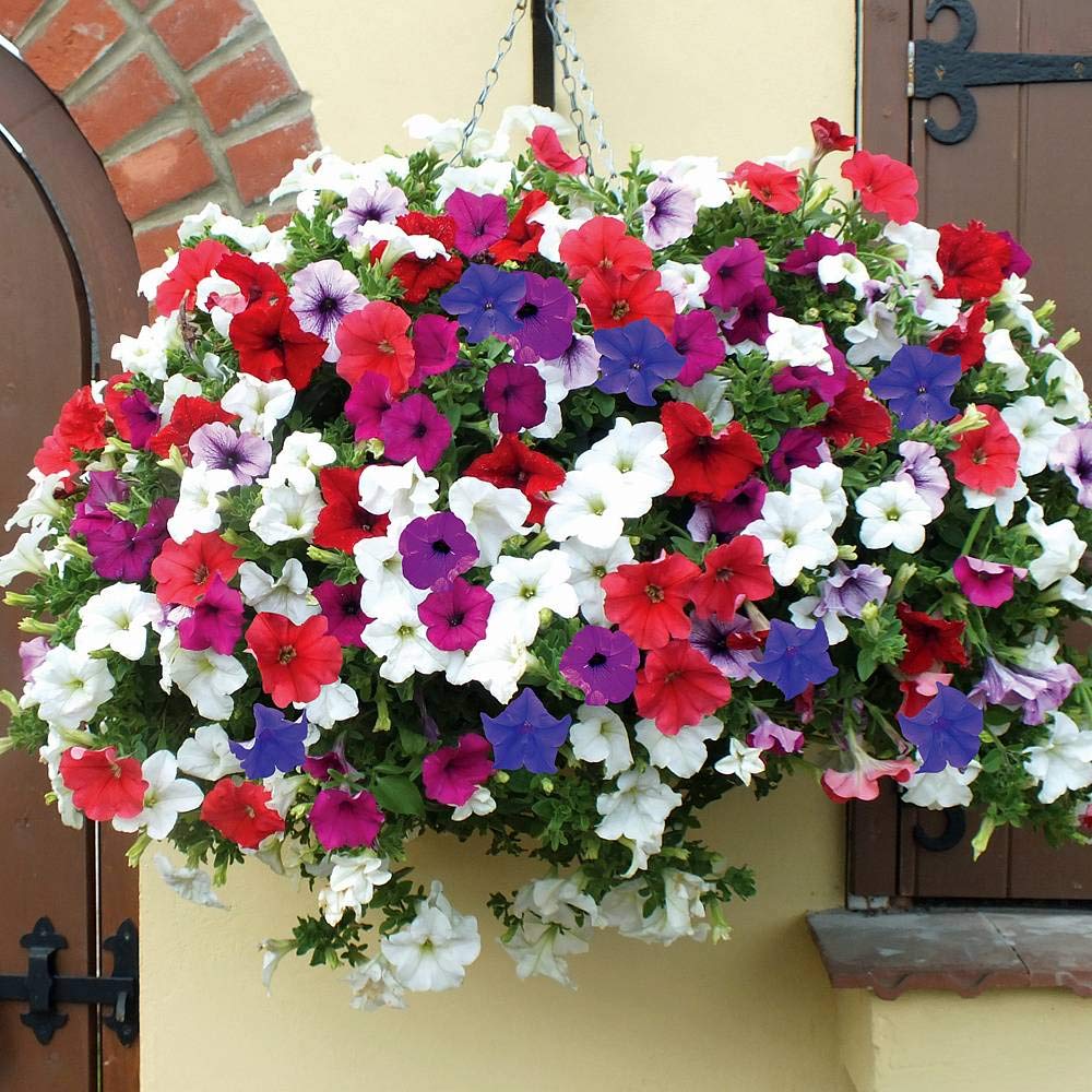 petunia petunia flower seeds