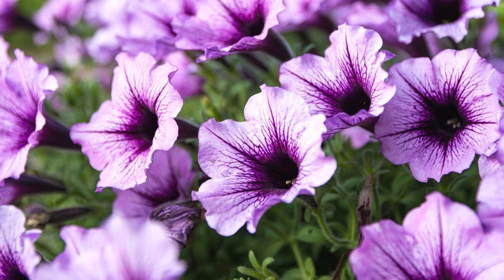 Lavender Petunia Flower Seeds 100 pcs