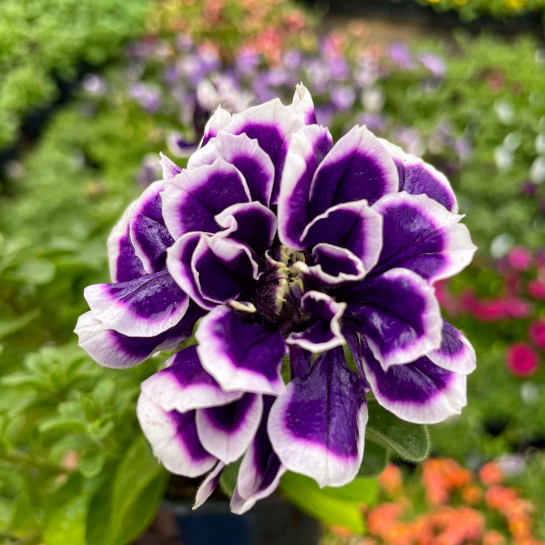 petunia petunia flower seeds
