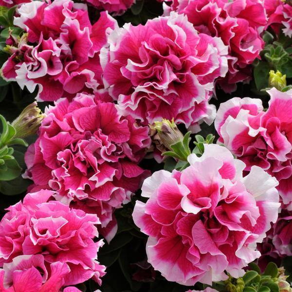 petunia double flower seeds
