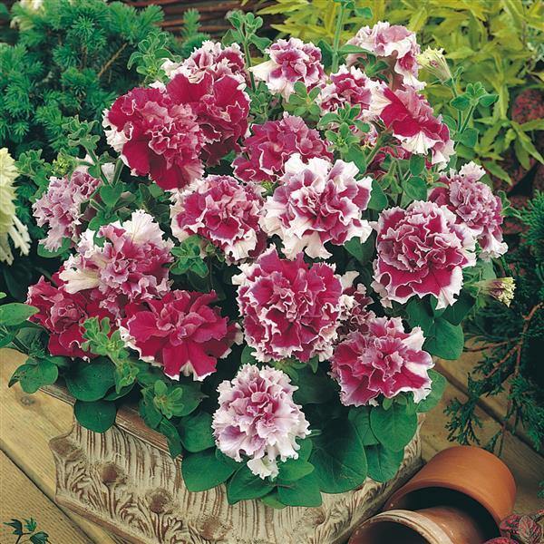 double petunia flower seeds Petunia Double GF Pirouette Rose Flower Seeds for Planting