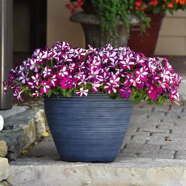 Petunia Flower Seeds for Planting Pink White 100 pcs