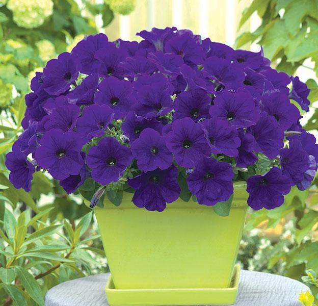 Dark Blue Petunia Flower Seeds 100 pcs