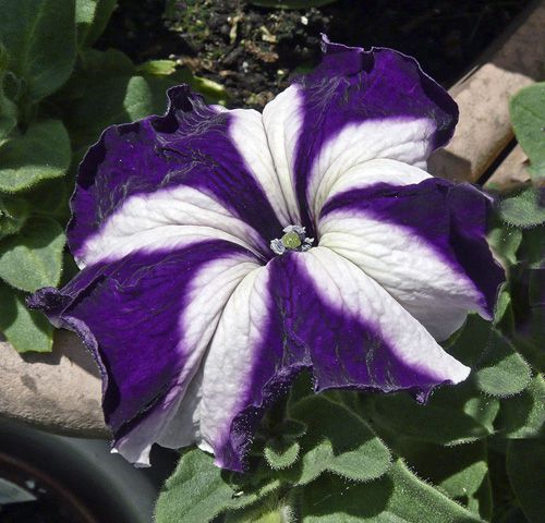 Blue White Petunia Flower Seeds - 100 pcs