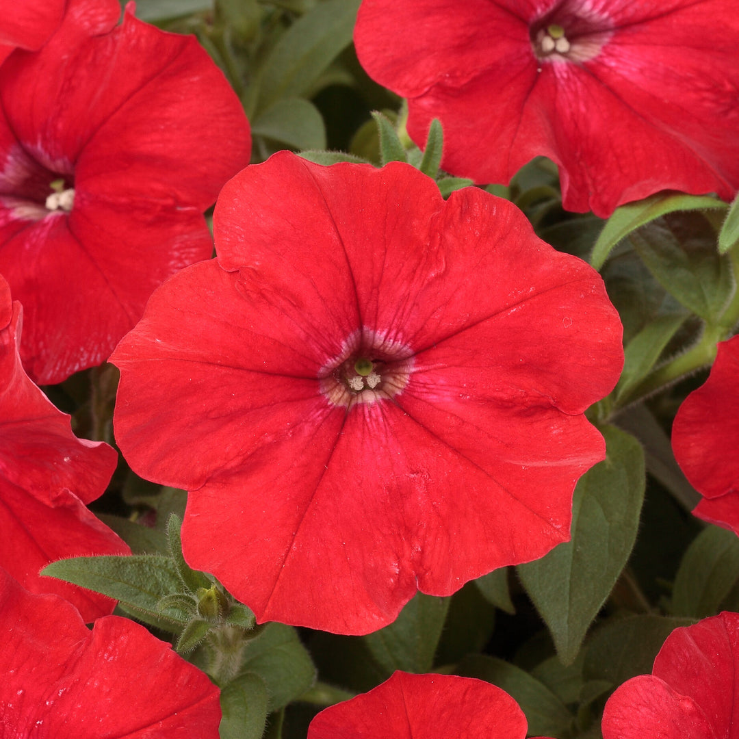 Friske Petunia Blomsterfrø til Plantning, Rød 100 stk