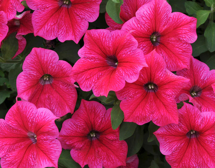 Stjerne Petunia Pink Blomsterfrø til udplantning 100 stk