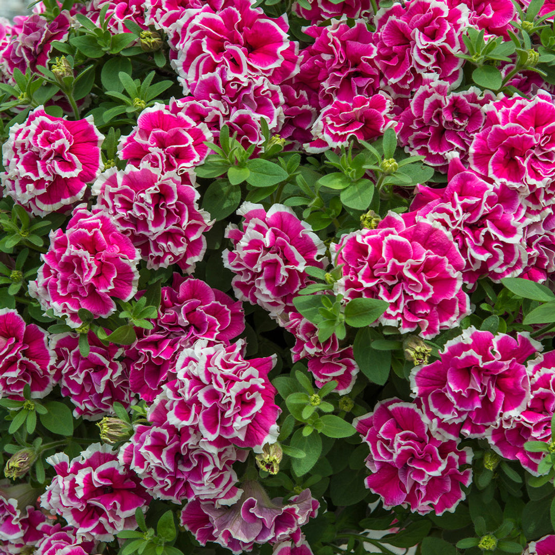 Hvid Pink Dobbelt Petunia Blomsterfrø til udplantning 100 stk