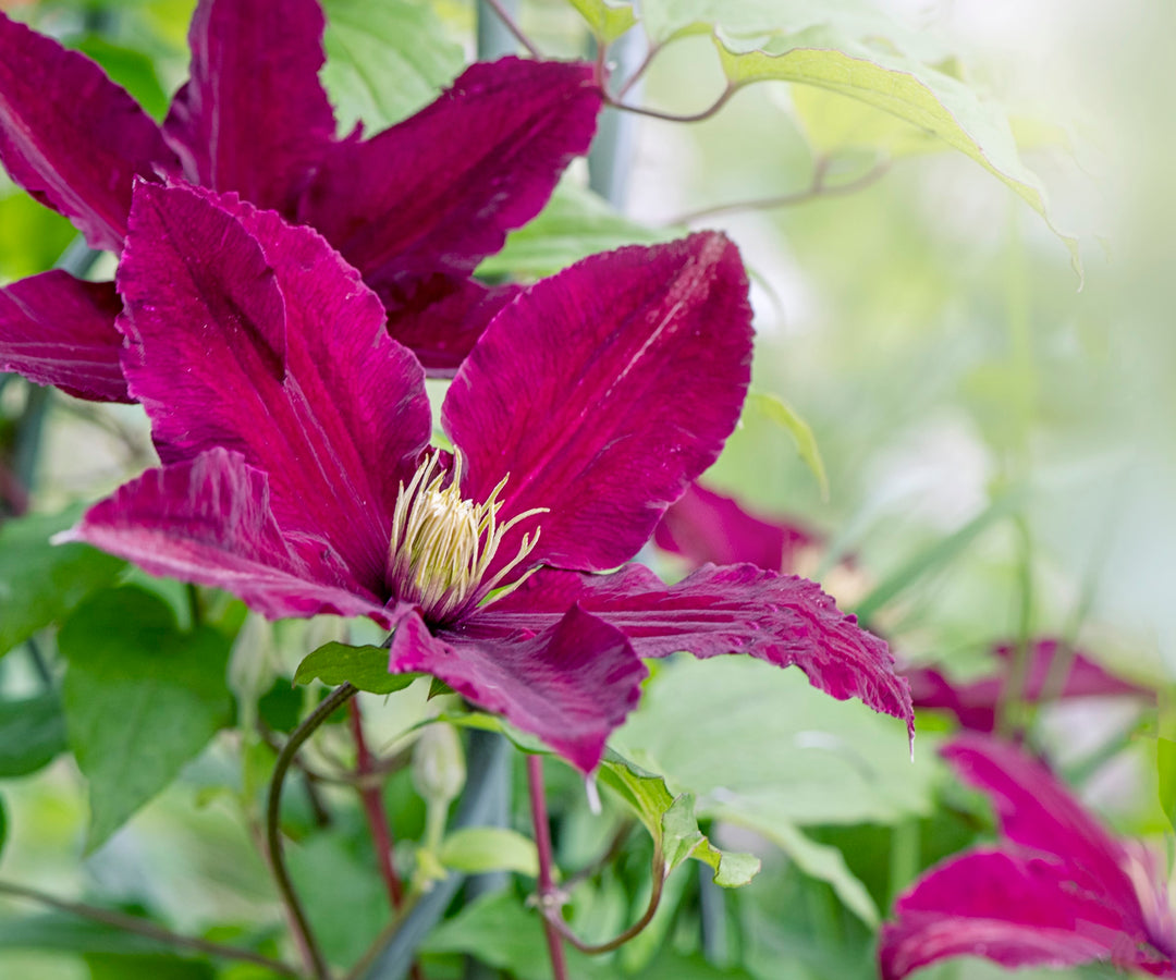 Heirloom Non-GMO Brown Clematis Flower Seeds for Planting – Climbing Vine Garden Seeds