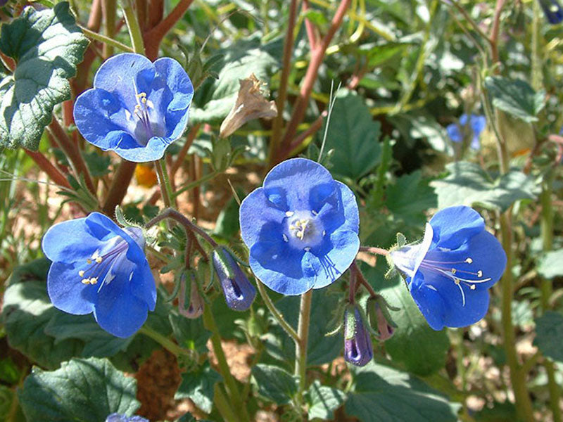 Heirloom Non-GMO Phacelia Campanularia Flower Seeds for Planting – Vibrant Blue Pollinator-Friendly Blooms
