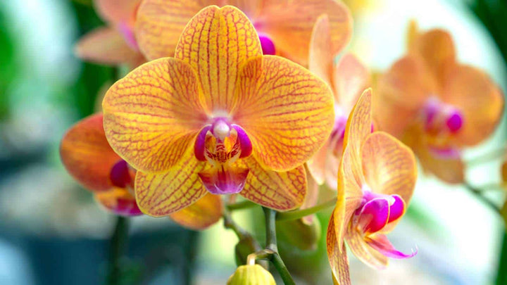 Orange White Phalaenopsis Orchid Seeds for Planting – Heirloom, Non-GMO, High Germination Flower Seeds