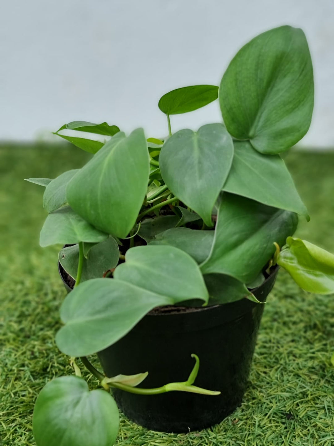 philodendron plant seeds Philodendron Plant Seeds for Planting – 100 pcs, Heirloom, Non-GMO, High Germination Organic Seeds