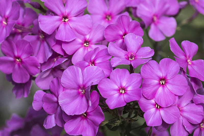 Heirloom Hesperis Flower Seeds, Non-GMO Fragrant Garden Blooms for Pollinator-Friendly Planting