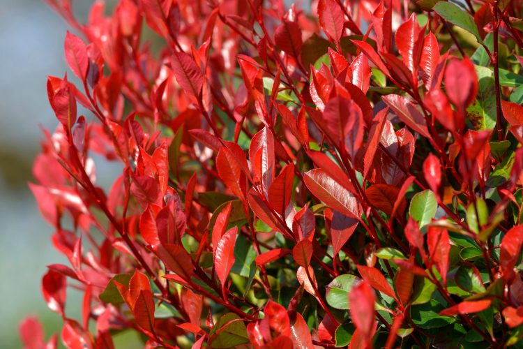 Røde Photinia plantefrø til udplantning, friske, 100 stk