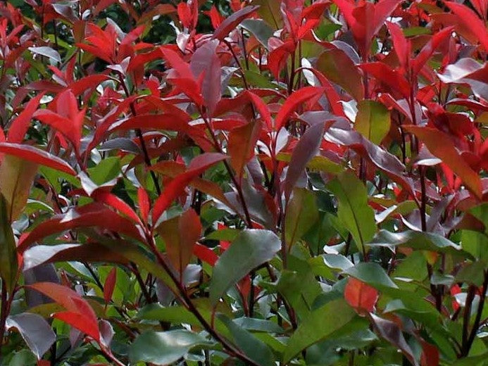 Red Photinia Plant Seeds for Planting, Fresh, 100 pcs