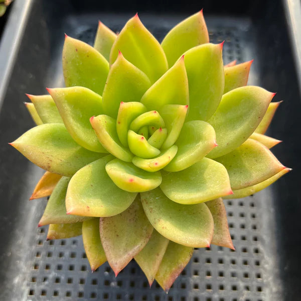 Yellow Green Succulent Flower Seeds for Planting - 100 pcs