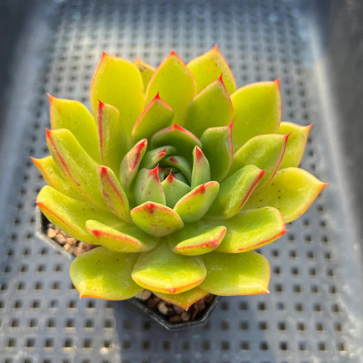 Yellow Green Succulent Flower Seeds for Planting - 100 pcs