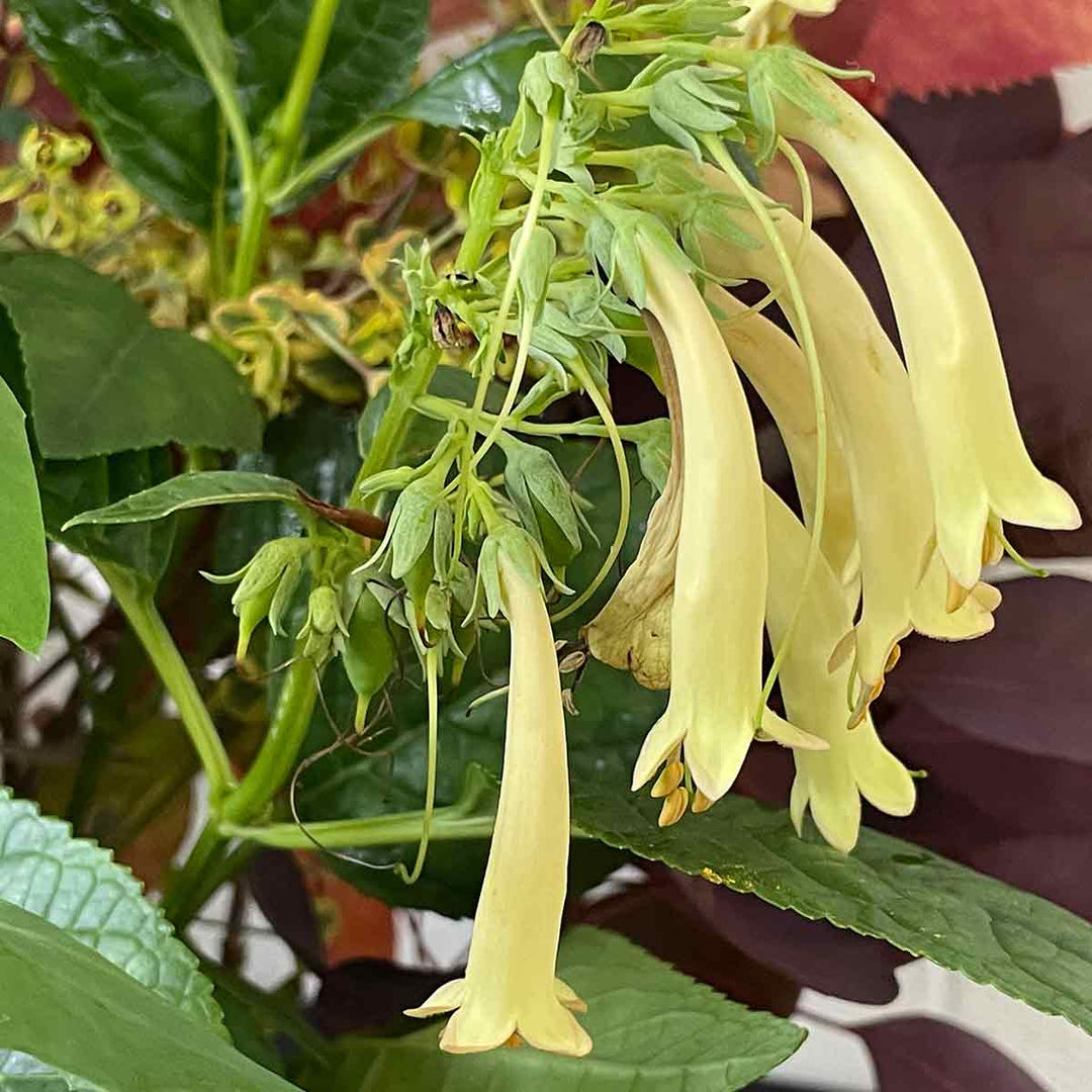 Fuchsia grønne blomsterfrø til plantning 100 stk