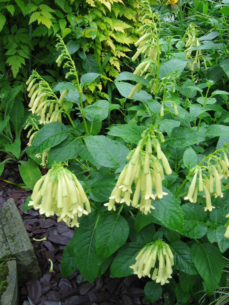 Fuchsia grønne blomsterfrø til plantning 100 stk