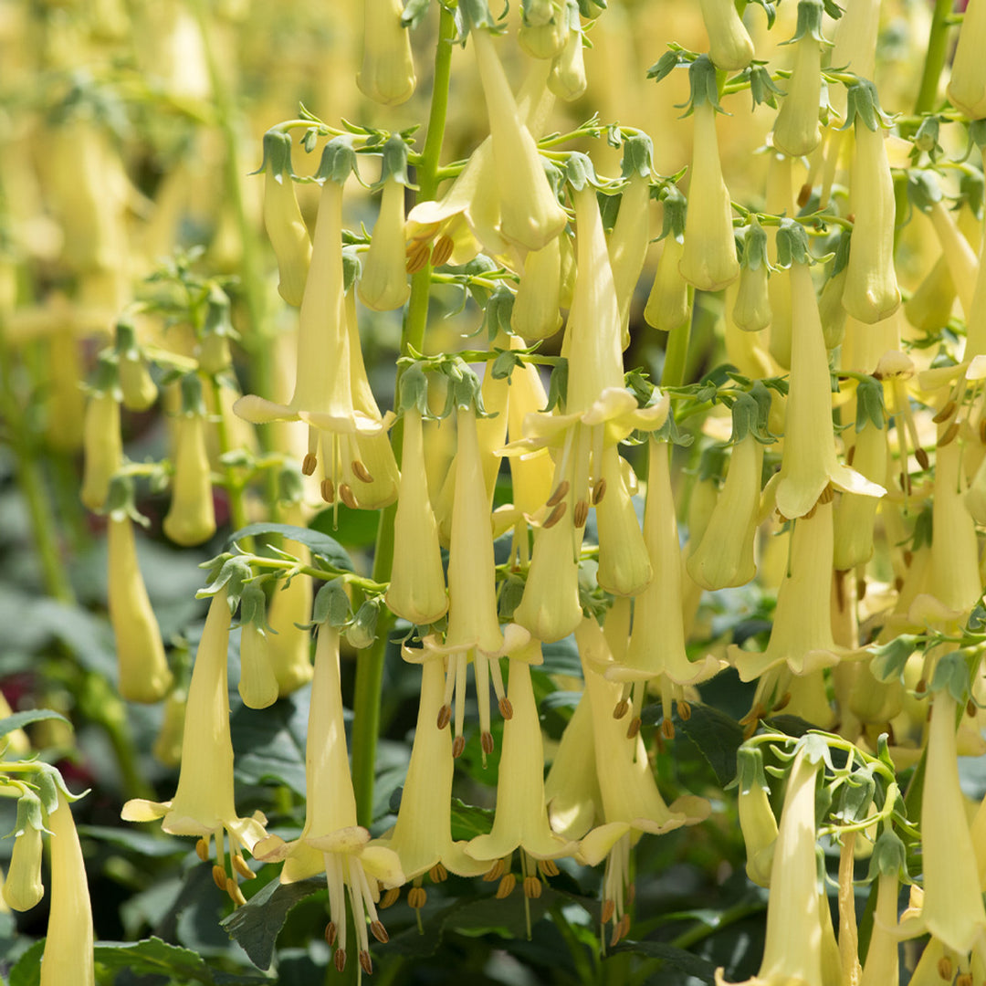 Fuchsia Blomsterfrø til Plantning Gul 100 stk