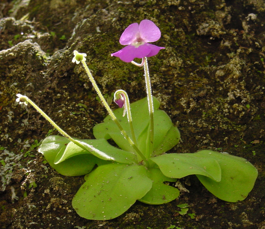 Smørurt Lilla Blomsterfrø til Plantning 100 stk