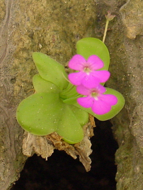 Butterwort Purple Flower Seeds for Planting 100 pcs