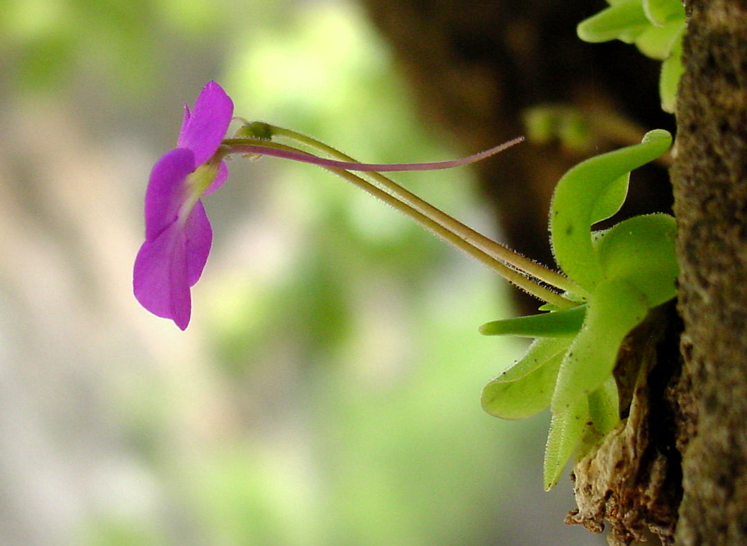 Smørurt Lilla Blomsterfrø til Plantning 100 stk