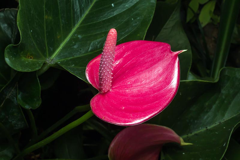 Anthurium Andraeanu lyserøde blomsterfrø til plantning 100 stk