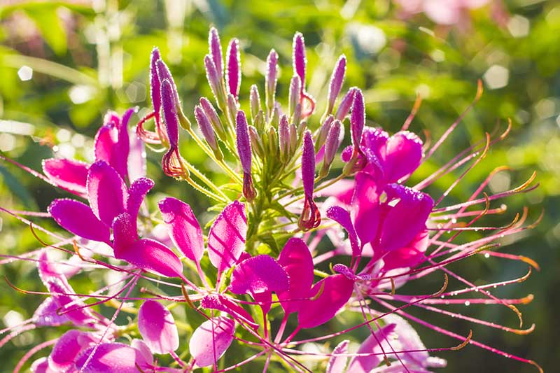 Pink Spiny Spiderflower frø til udplantning, 100 stk