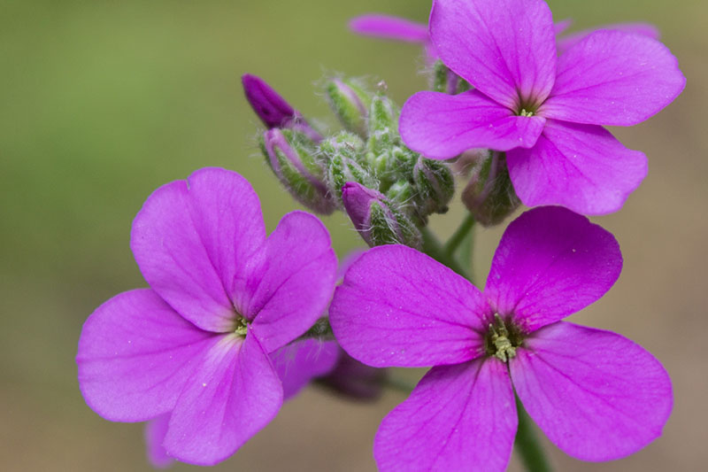 heirloom hesperis flower seeds