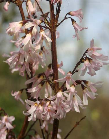 Pink Trifoliate Forsythia frø til udplantning, 100 stk