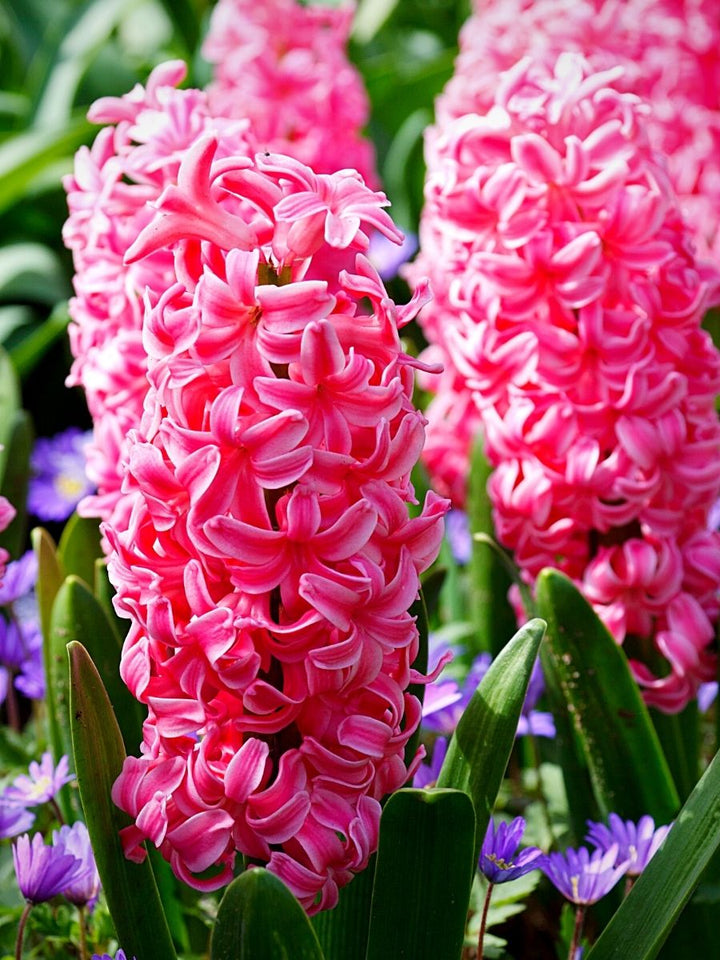 Hyacinth Flower Seeds for Planting, Pink, 100 pcs