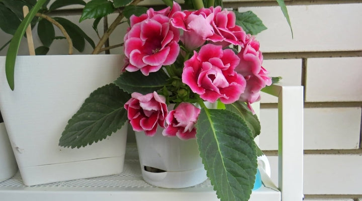 Heirloom Non-GMO Gloxinia Flower Seeds for Planting – Vibrant Indoor Garden Blooms
