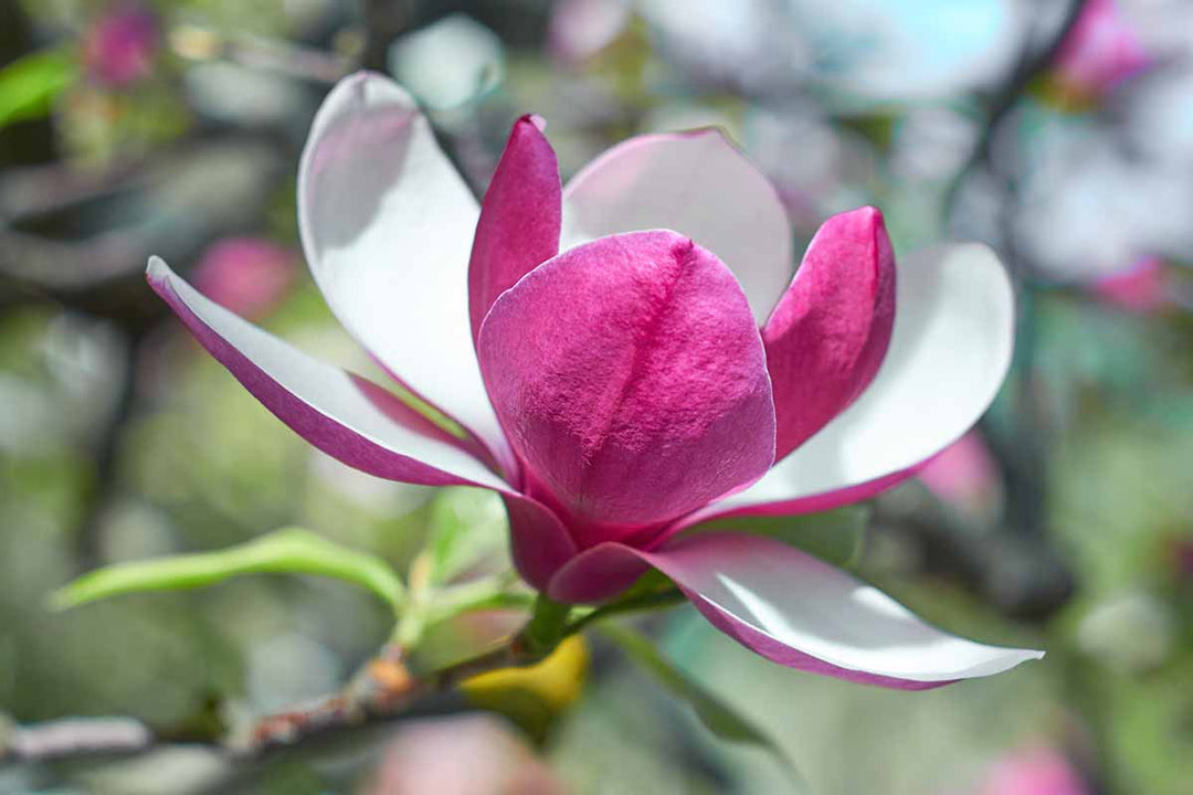 pink white flower seeds