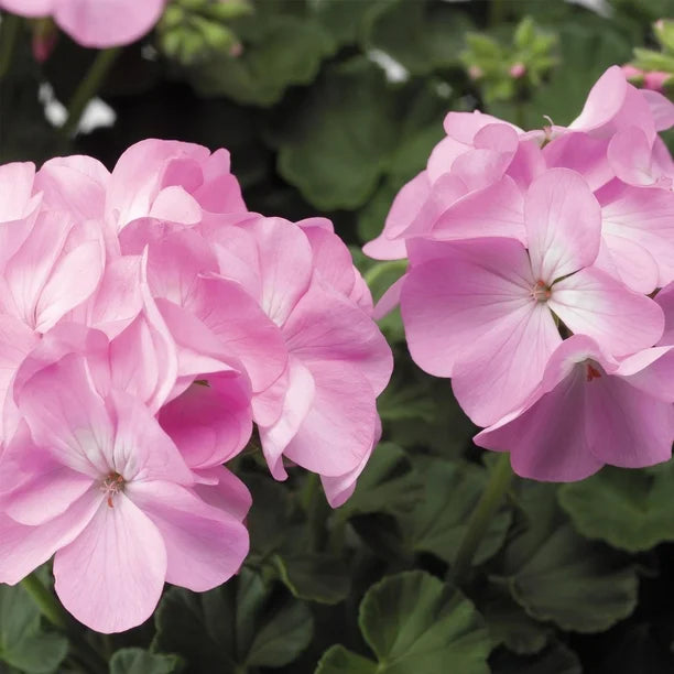 Geranium Baby Pink Blomsterfrø til udplantning 100 stk