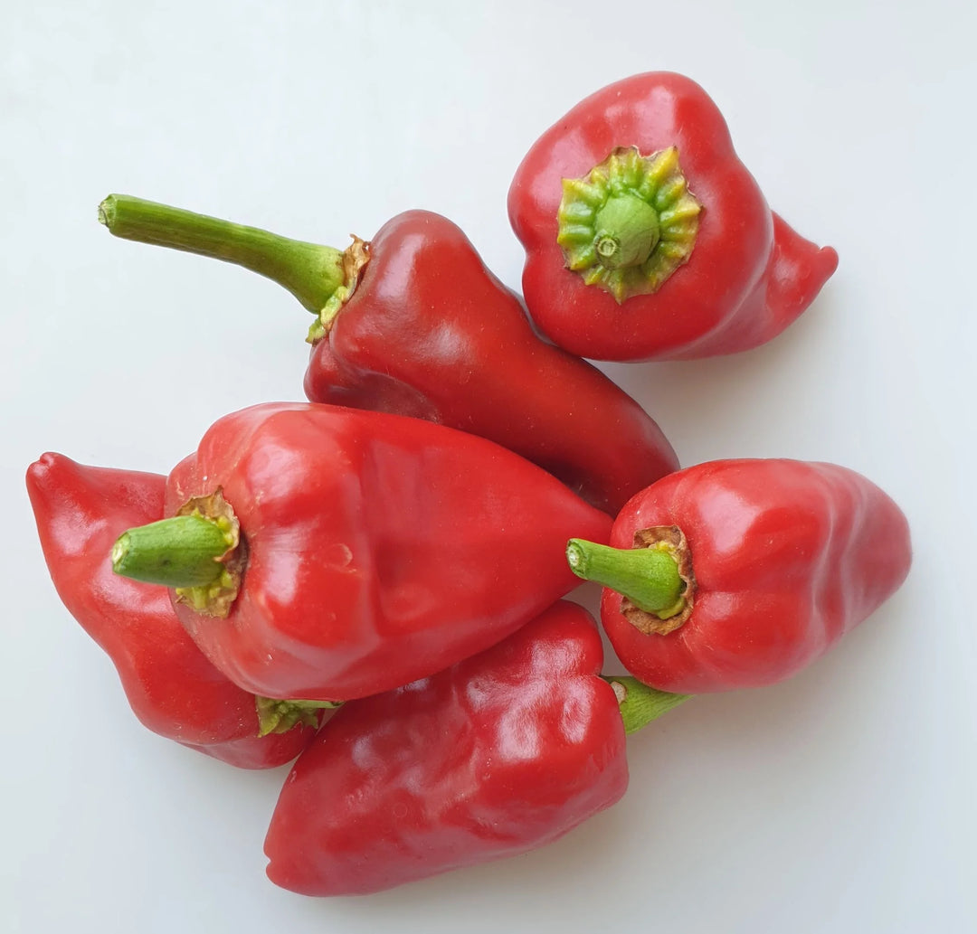 Piquillo Pepper Seeds for Planting – Heirloom, Non-GMO, Organic Garden Seeds with High Germination Rate