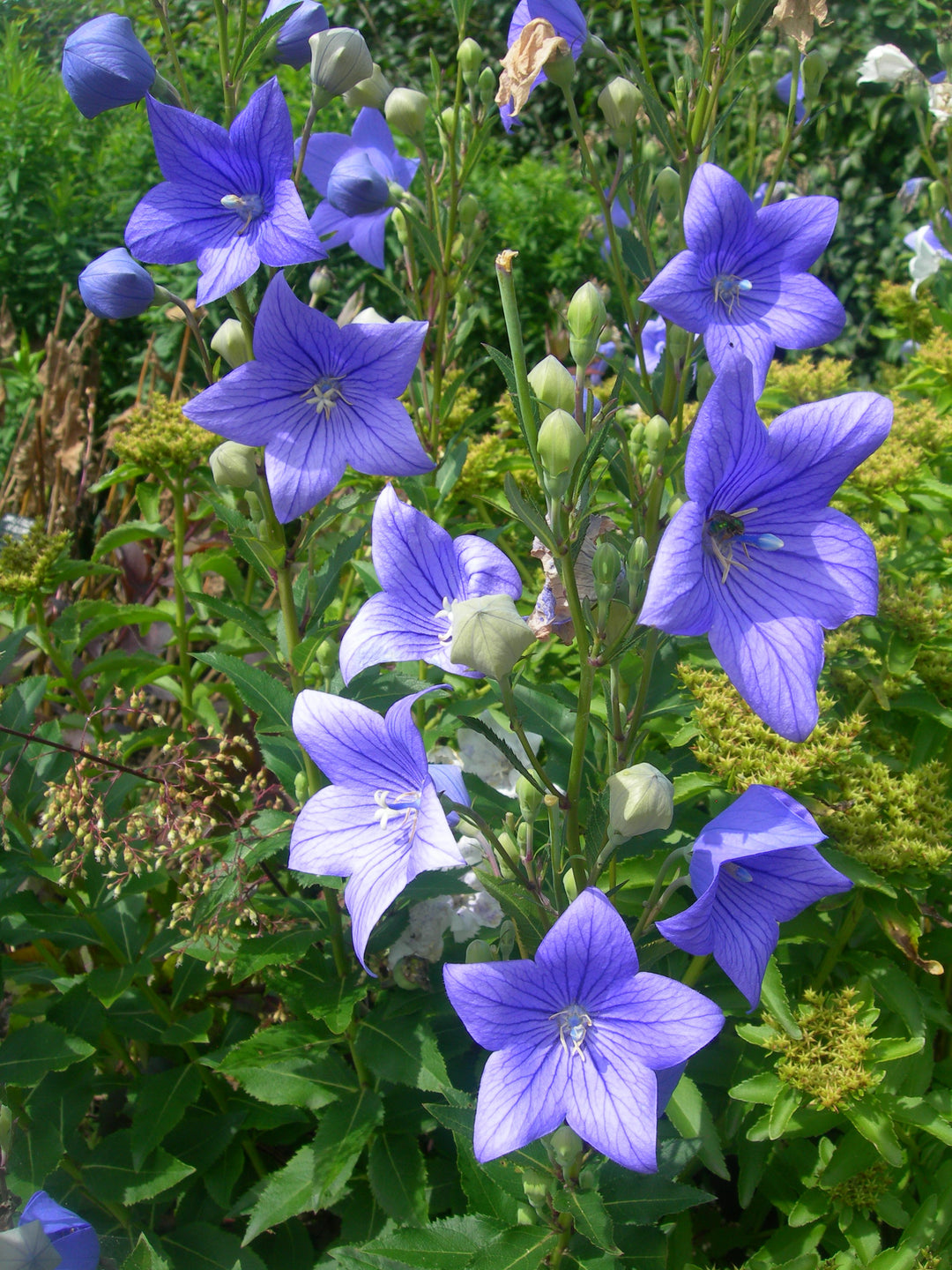 Balloon Flower Seeds for Planting, 100 pcs