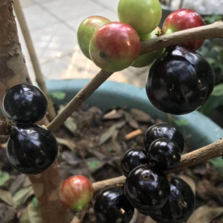 Plinia Jaboticaba “Paulista” Fruit Seeds – Large-Fruited Jabuticaba Trees, Heirloom & Non-GMO, High Germination
