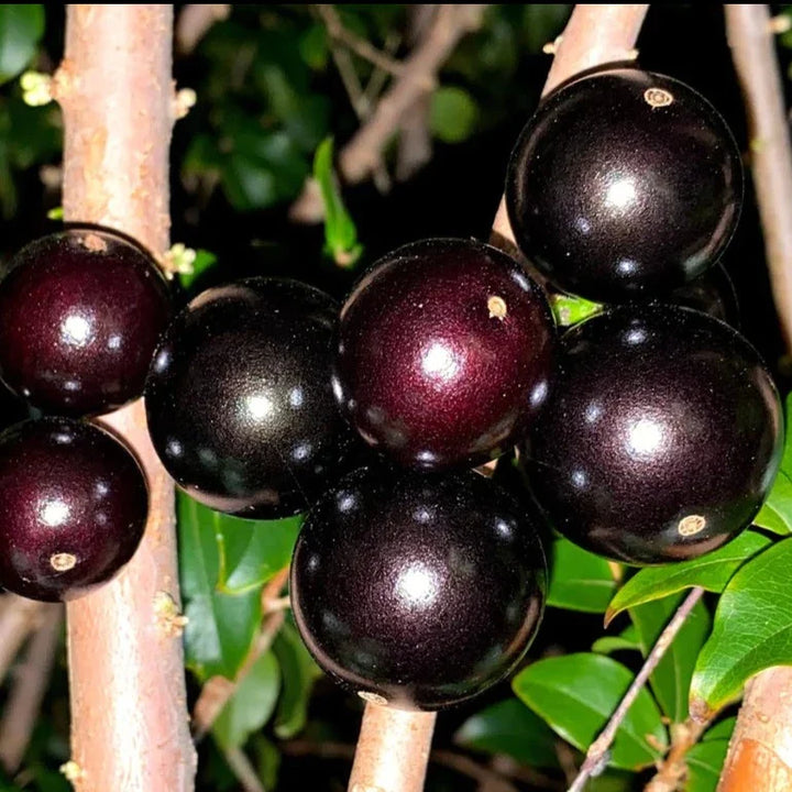 Plinia jaboticaba – "Paulista" (Large-Fruited Jabuticaba) Fruit Seeds for Unique Fruit Trees & Berry Harvests