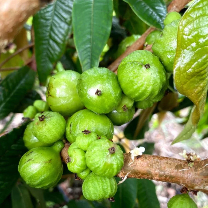 Plinia phitrantha – "White Jabuticaba" Fruit Seeds for Cultivating Sweet and Grape-Like Fruits