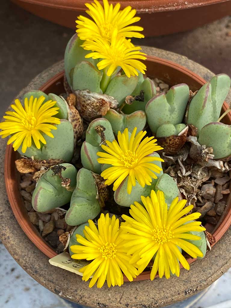 Conophytum Bilobum kaktusfrø til plantning - 100 stk