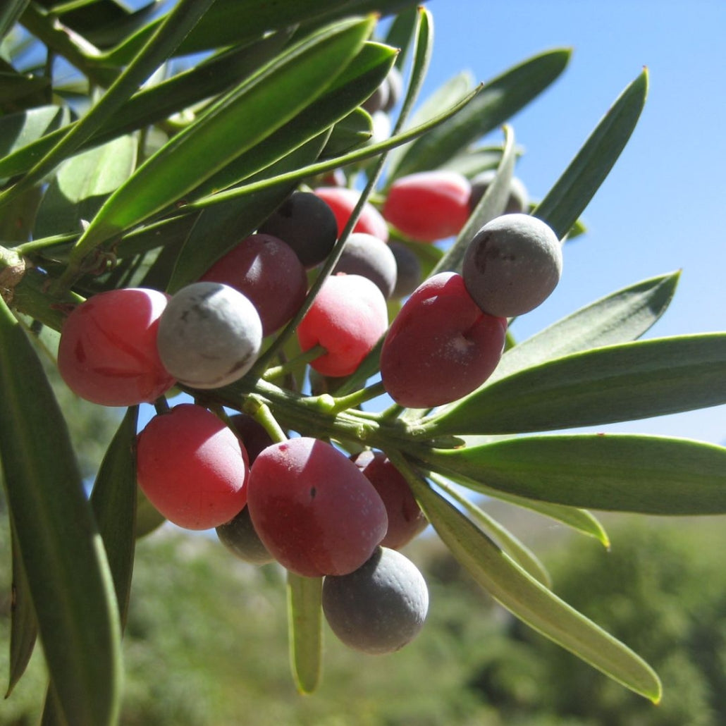 Podocarpus Macrophyllus Plant Seeds for Planting 100 pcs