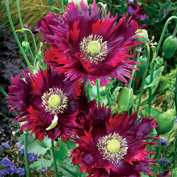 Drama Queen Poppies Flower Seeds for Planting 100 pcs