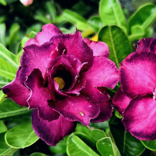 Violet Pink Adenium Obesum Flower Seeds – Heirloom Non-GMO Seeds for Planting, High Germination Organic Garden