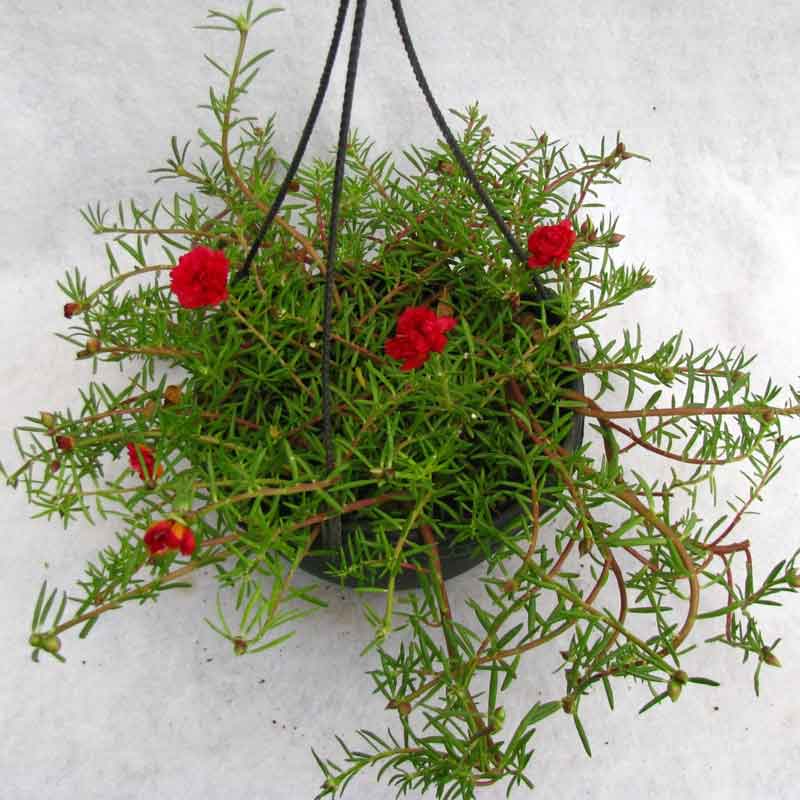 Home Garden Rose Flower Seeds for Planting - Red 100 pcs