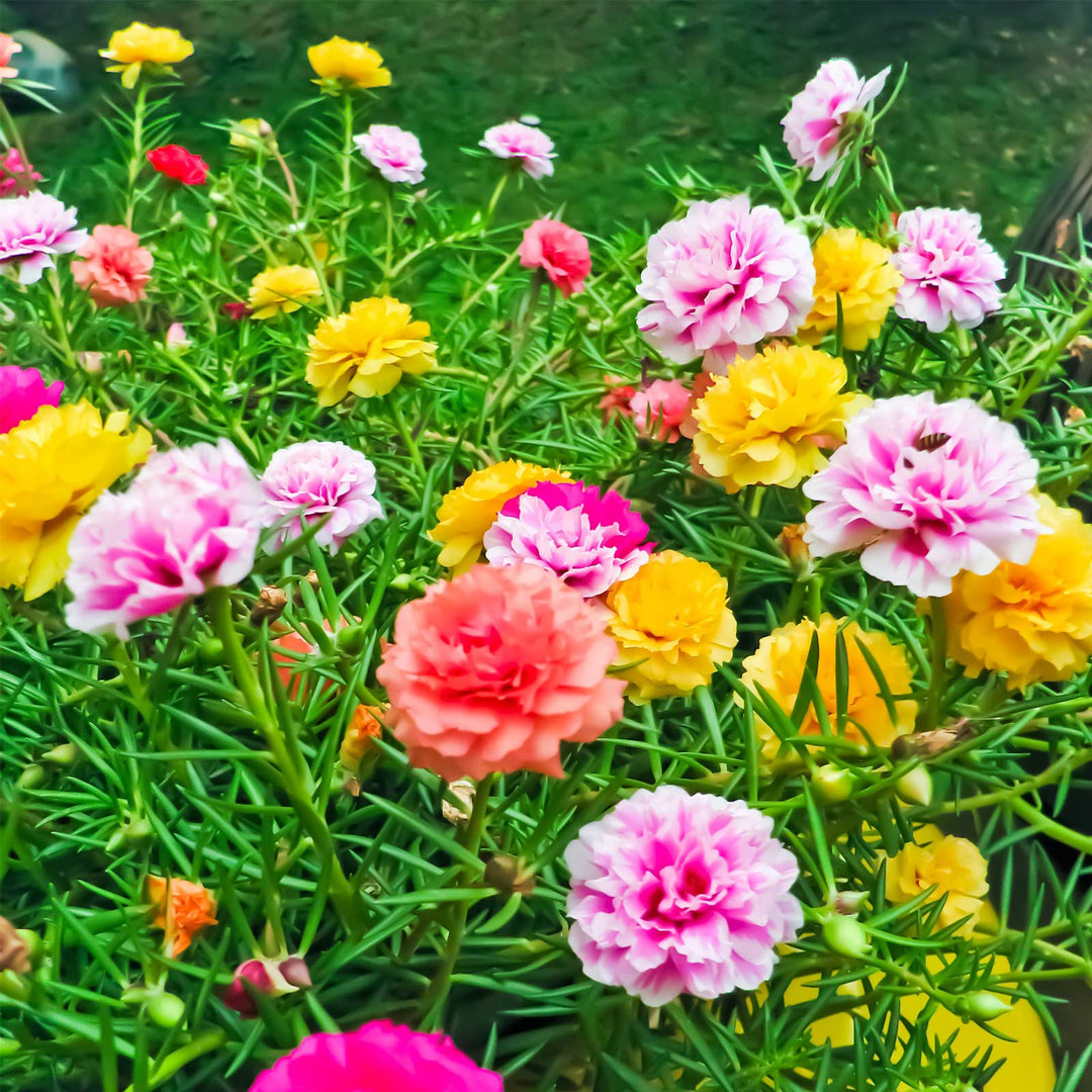 pink portulaca flower seeds