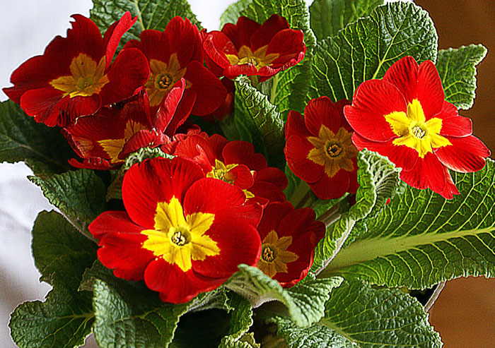 Primula Flower Seeds for Planting Red 100 pcs