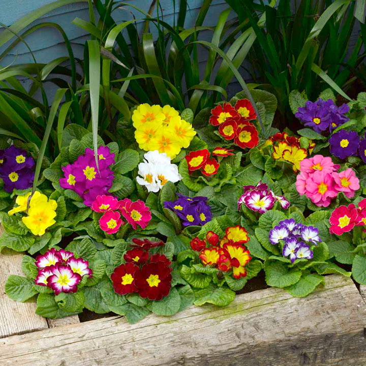 primrose primula flower seeds
