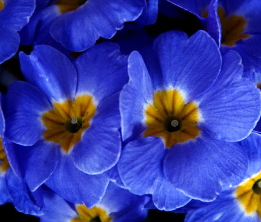 blue heirloom flower seeds