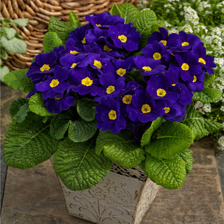 Fresh Primula Flower Seeds for Planting, Violet 100 pcs